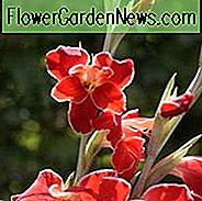 Schwert Lily 'Atom', Hardy Gladiolus 'Atom', Zwerg frohes Atom, glaieul Atom, Miniatur Gladiole 'Atom', Gladiolus primulinus 'Atom'