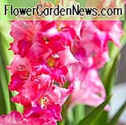 Schwertlilie 'Charme', Hardy Gladiolen 'Charme', Zwerg froh, glaieul Charme, Miniatur Gladiolen 'Charme', Gladiolus tubergenii 'Charme'