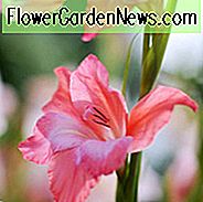 Schwertlilie 'Charmante Schönheit', Gladiola 'Charmante Schönheit', Gladiolus nanus Charmante Schönheit, Zwerggladiole Charmante Schönheit, Zwerg froh, glaieul Charmante Schönheit