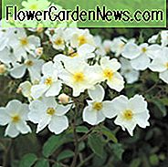 Rose Kew-tuinen, Rosa Kew-tuinen, Engelse Rose Kew-tuinen, David Austin Rose, Engelse roos, geurende rozen, struikrozen, witte rozen, Hedge Rose