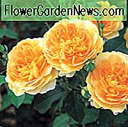 Rose Molineux, Rosa Molineux, Engels Rose Molineux, David Austin Roses, Engelse rozen, gele rozen, struikrozen, rozenstruiken, tuinrozen, zeer geurige rozen, favoriete rozen