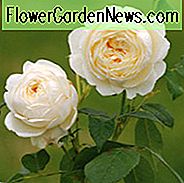Rosa Claire Austin, Rosa Claire Austin, Engelse Roos Claire Austin, David Austin Rose, Engelse Roos, Geurige rozen, Struikrozen, crèmekleurige rozen, witte rozen