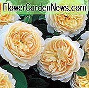Rosa Crocus Rose, Rose Crocus Rose, Engelse Roos Crocus Rose, David Austin Rose, Engelse Roos, Geurige rozen, Struikrozen, Abrikozenrozen, Rosa 'Emanuel', Engelse Roos 'Emanuel', Rosa 'Stad van Timaru', Engelse Roos ' Stad van Timaru '