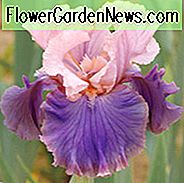 Iris 'Florentine Silk', hohe Schwertlilie 'Florentine Silk', Iris Germanica 'Florentine Silk', Spätmittelaltersis, Bicolor Iris, Iris, Pink Iris, Lavendel Iris