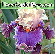 Iris 'Halten Sie meine Hand', Hohe Schwertlilie 'Halten Sie meine Hand', Iris Germanica 'Halten Sie meine Hand', Späte Schwertlilien, Zweifarbige Iris, Lavendel Iris, duftende Schwertlilien