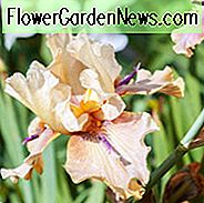 Iris 'Thornbird', hohe Schwertlilie 'Thornbird', Iris Germanica 'Thornbird', Späte Schwertlilien, Bicolor Iris, Iris, braune Iris, Iris Beige