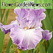 Iris 'Twilight Rapture', hohe Schwertlilie 'Twilight Rapture', Iris Germanica 'Twilight Entrückung', Späte Iris, Bicolor Iris, Weiße Schwertlilie, Lavendel Iris