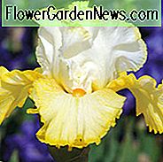 Iris 'Besser als Butter', Hohe Schwertlilie 'Besser als Butter', Iris Germanica 'Besser als Butter', Iris der Frühen Jahreszeit, Iris der Mittagszeit, Iris der Späten Saison, Gelbe Iris, Iris, Zweifarbige Schwertlilien