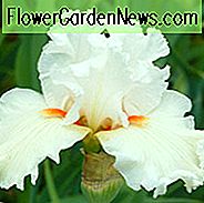 Iris 'Catch A Star', hohe Schwertlilie 'Catch A Star', Iris Germanica 'Fang einen Stern', Späte Iris, weiße Schwertlilien, cremige Schwertlilien