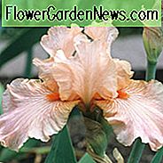 Iris 'Diamond Blush', hohe Schwertlilie 'Diamond Blush', Iris Germanica 'Diamond Blush', Spätmittelalter Iris, Reblooming Iris, Pink Iris