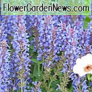 Salvia x Sylvestris 'Blauer Hügel', Salvia 'Blauer Hügel' Holz Salbei 'Blauer Hügel', Salvia 'Blauer Hügel', Holz Salbei 'Blauhugel', Salvia 'Blauhugel', Salvia Nemorosa 'Blauhugel', Salvia Nemorosa 'Blauer Hügel'