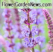 Salvia x Sylvestris 'Tanzerin', Holz Salbei 'Tanzerin', Salvia x Superba 'Tanzerin', Salvia Nemorosa 'Tanzerin', Salvia Sylvestris 'Tanzerin', früh blühende Salvia, preisgekrönte Salvia