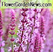 Salvia Nemorosa 'Amethyst', Salbei 'Amethyst', Balkan Clary 'Amethyst', Steppen Salbei 'Amethyst', Salvia Amethyst