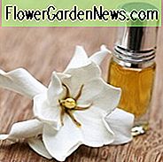 Beliebte Gardenien, Beliebte Gardenie Sorten, Zwerg Gardenien, Hardy Gardenien, Gemeinsame Gardenia, Cape Jasmine, Cape Jessamine