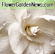 Hardy Gardenien, Hardy Gardenia, Kalt Hardy Gardenien, Kalt Hardy Gardenia, Winter Hardy Gardenien, Winter Hardy Gardenia, Gemeinsame Gardenie, Cape Jasmin, Cape Jessamine, Gardenie Blüte, Gardenie Blumen, Gardenia Jasminides