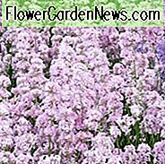 Lavendel Rosea, englischer Lavendel 'Rosea', Lavendel 'Rosea', Lavandula 'Rosea', rosafarbener Lavendel, Lavendel Jean Davis, lavandula angustifolia Jean Davis, trockene tolerante Pflanzen, hirschresistente Pflanzen, duftende Blumen