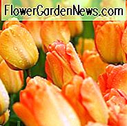 Tulipa Tagtraum, Tulpe 'Tagtraum', Darwin Hybrid Tulpe 'Tagtraum', Darwin Hybrid Tulpen, Frühlingszwiebeln, Frühlingsblumen, Tulipe Tagtraum, Tulipes Darwin, Aprikosen Tulpen, Orange Tulpen