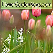 Tulipa 'Design Impression', Tulpe 'Design Impression', Darwin Hybrid Tulpe 'Pink Impression', Darwin Hybrid Tulpen, Frühlingszwiebeln, Frühlingsblumen, Pink Tulip
