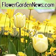 Tulipa Elfenbein Floradale, Tulpe 'Elfenbein Floradale', Darwin Hybride Tulpe 'Elfenbein Floradale', Darwin Hybride Tulpen, Frühlingszwiebeln, Frühlingsblumen, Tulipe Elfenbein Floradale, Darwin Tulpe, Tulipe Darwin