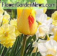 Tulipa Juliette, Tulpe 'Juliette', Darwin Hybride Tulpe 'Juliette', Darwin Hybride Tulpen, Frühlingszwiebeln, Frühlingsblumen, Tulipe Juliette, Darwin Tulpe, Gelbe Tulpe, Tulipe Darwin