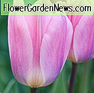 Tulipa 'Licht und Verträumt', Tulpe 'Leicht Und Verträumt', Darwin Hybrid Tulpe 'Leicht Und Verträumt', Darwin Hybrid Tulpen, Blumenzwiebeln, Frühlingsblumen, Rosa Tulpe