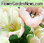 Tulipa Ollioules, Tulpe 'Ollioules', Darwin Hybrid Tulpe 'Ollioules', Darwin Hybrid Tulpen, Frühlingszwiebeln, Frühlingsblumen, Tulipe Ollioules, Darwin Tulpe, rosa Tulpe, Tulipe Darwin