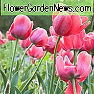 Tulipa 'Pink Impression', Tulpe 'Pink Impression', Darwin Hybride Tulpe 'Pink Impression', Darwin Hybride Tulpen, Frühlingszwiebeln, Frühlingsblumen, Pink Tulip,