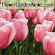 Tulipa 'Lachs Eindruck', Tulpe 'Lachs Eindruck', Darwin Hybrid Tulip Lachs Eindruck ', Darwin Hybrid Tulpen, Frühlingszwiebeln, Frühlingsblumen, rosa Tulpe