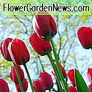 Tulipa 'Akropolis', Tulpe 'Akropolis', Darwin Hybride Tulpe 'Akropolis', Darwin Hybride Tulpen, Frühlingszwiebeln, Frühlingsblumen, Rote Tulpe
