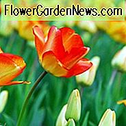 Tulipa 'American Dream', Tulpe 'American Dream', Darwin Tulpe 'American Dream', Darwin Tulpen, Frühlingszwiebeln, Frühlingsblumen, Tulipe American Dream, Darwin Tulpe, Bicolor Tulip, Gelbe Tulpe, Tulipe Darwin