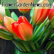 Tulipa 'Apeldoorn', Tulpe 'Apeldoorn', Darwin Hybrid Tulpe 'Apeldoorn', Darwin Hybrid Tulpen, Frühlingszwiebeln, Frühlingsblumen, Rote Tulpe