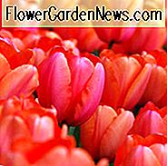 Tulipa 'Aprikosen-Eindruck', Tulpe 'Aprikosen-Eindruck', Darwin-hybride Tulpe 'Aprikosen-Eindruck', Darwin-hybride Tulpen, Frühlings-Birnen, Frühlings-Blumen, Tulpe 'Aprikosen-Eindruck', Aprikosen-Tulpe, orange Tulpe