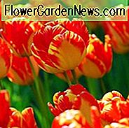 Tulipa Banja Luka, Tulpe 'Banja Luka', Darwin Hybride Tulpe 'Banja Luka', Darwin Hybride Tulpen, Frühlingszwiebeln, Frühlingsblumen, Tulpe Banja Luka, Darwin Tulpe, Zweifarbige Tulpe, Tulipe Darwin