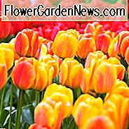 Tulipa 'Schönheit von Apeldoorn', Tulpe 'Schönheit von Apeldoorn', Darwin Hybride Tulpe 'Schönheit von Apeldoorn', Darwin Hybride Tulpen, Frühlings-Birnen, Frühlings-Blumen, gelbe Tulpe, Sahne Tulpe, zweifarbige Tulpe