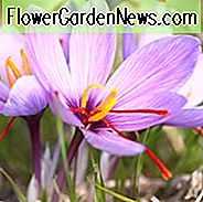 Crocus Sativus, Safran Crocus, Herbst Crocus, Safran, lila Blüten