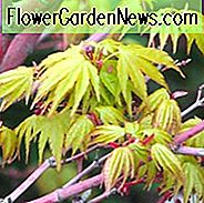 Acer palmatum 'Beni-Kawa', Korallenrinde Ahorn, Japanischer Ahorn 'Beni-Kawa', Baum mit Herbstfarbe, Herbstfarbe, Attraktiver Baumrinde, SchÀlrinde, Rote Rinde
