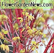 Acer palmatum 'Eddisbury', Korallenrinde Ahorn Eddisbury, Japanischer Ahorn 'Eddisbury', Baum mit Herbstfarbe, Herbstfarbe, Attraktive Rinde Baum, Rote Rinde
