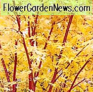 Acer palmatum 'Sango-Kaku', Korallenrinde Ahorn, Japanischer Ahorn 'Sango-Kaku', Acer palmatum 'Senkaki', Acer palmatum var. Sezierkraut 'Sango-Kaku', Baum mit Herbstfarbe, Herbstfarbe, Attraktiver Baumrinde, SchÀlrinde
