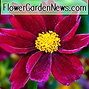 Coreopsis 'Mercury Rising', Tickseed Mercury Rising, Trockenheitstolerante Pflanzen, rote Blüten