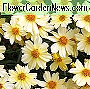 Coreopsis Moonlight, Tickseed Moonlight, trockentolerante Pflanzen, trockene Bodenpflanzen, hitzebeständige Pflanzen, feuchtigkeitstolerante Pflanzen, gelbe Blüten