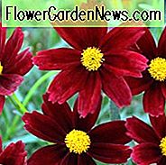 Coreopsis 'Red Elf', Tickseed 'Red Elf', 'Red Elf' Tickseed, Li 'l Bang Series, Trockenheitstolerante Pflanzen, trockene Bodenpflanzen, hitzebeständige Pflanzen, feuchtigkeitstolerante Pflanzen, Rote Blüten