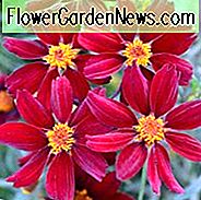 Coreopsis 'Red Satin', Tickseed Red Satin, trockentolerante Pflanzen, rote Blüten
