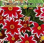 Coreopsis 'Ruby Frost', Zecken-Rubin-Frost, Dürre-tolerante Pflanzen, zweifarbige Coreopsis