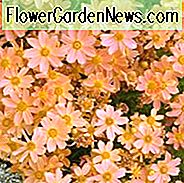 Coreopsis 'Sienna Sunset', Tickseed 'Sienna Sunset', 'Sienna Sunset' Tickseed, Trockenheitstolerante Pflanzen, trockene Bodenpflanzen, hitzebeständige Pflanzen, feuchtigkeitstolerante Pflanzen, Korallenblüten, Orangenblüten, Pfirsichblüten