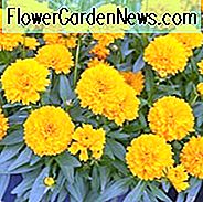 Coreopsis 'Solanna Golden Sphere', Zeckensamen 'Solanna Golden Sphere', Solanna Golden Sphere Zeckensamen, Trockenheitstolerante Pflanzen, trockene Bodenpflanzen, hitzebeständige Pflanzen, feuchtigkeitstolerante Pflanzen, gelbe Blüten