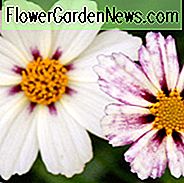 Coreopsis 'Star Cluster', Tickseed Sternhaufen, Trockenheitstolerante Pflanzen, Bicolor Coreopsis