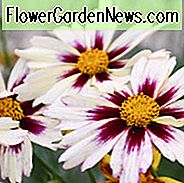 Coreopsis 'Starlight', Tickseed 'Starlight', 'Starlight' Tickseed, Li 'l Bang Serie, Trockenheitstolerante Pflanzen, trockene Bodenpflanzen, hitzebeständige Pflanzen, Feuchtigkeit tolerante Pflanzen, weiße Blüten, Bicolor Flowers