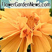 Coreopsis Grandiflora 'Early Sunrise', Coreopsis Early Sunrise, Tickseed Early Sunrise, trockentolerante Pflanzen, trockene Bodenpflanzen, hitzebeständige Pflanzen, feuchtigkeitstolerante Pflanzen, gelbe Blüten