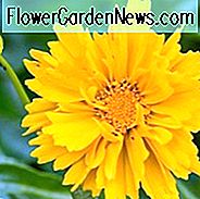 Coreopsis grandiflora 'Presto', Tickseed 'Presto', Presto Tickseed, Trockenheitstolerante Pflanzen, trockene Bodenpflanzen, hitzebeständige Pflanzen, feuchtigkeitstolerante Pflanzen, gelbe Blüten