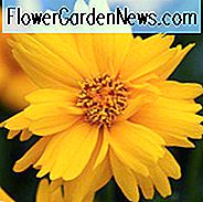 Coreopsis Grandiflora 'Sun Up', Coreopsis Sun Up, Tickseed Sun Up, trockentolerante Pflanzen, trockene Bodenpflanzen, hitzebeständige Pflanzen, feuchtigkeitstolerante Pflanzen, gelbe Blüten